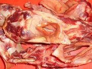 Kehlkopf Pferd Stück